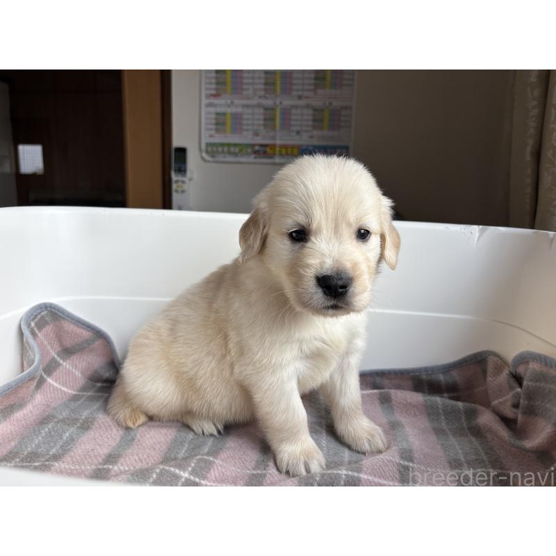 販売中の北海道のゴールデンレトリーバー-424965の13枚目