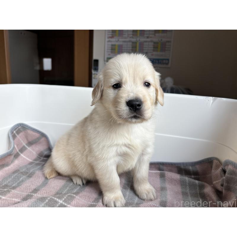 販売中の北海道のゴールデンレトリーバー-424965の12枚目