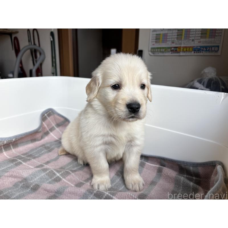 販売中の北海道のゴールデンレトリーバー-424965の11枚目