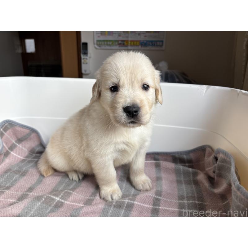 販売中の北海道のゴールデンレトリーバー-424965の10枚目