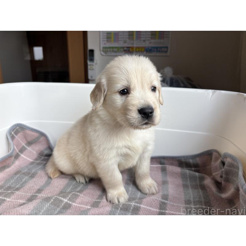 販売中の北海道のゴールデンレトリーバー-424965の9枚目