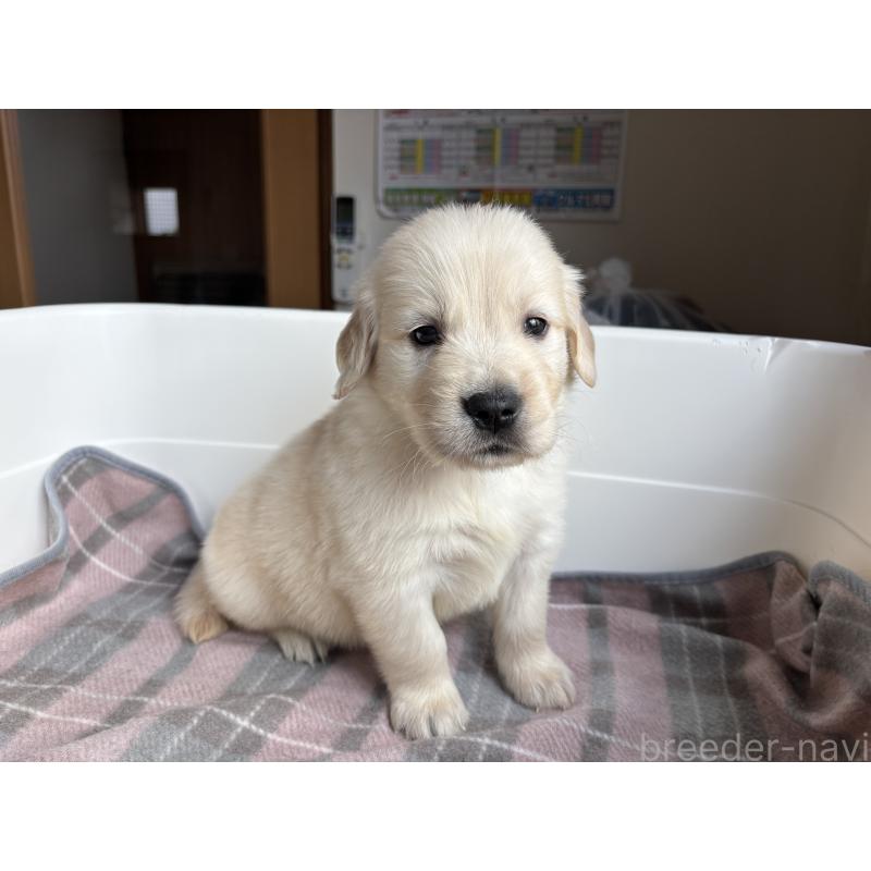 販売中の北海道のゴールデンレトリーバー-424965の8枚目