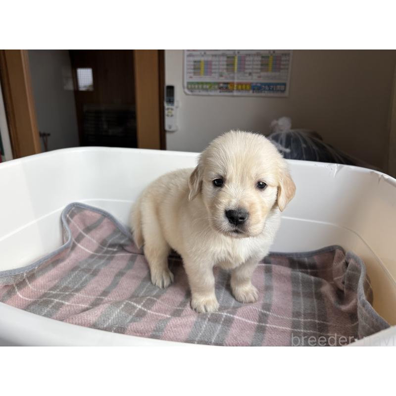 販売中の北海道のゴールデンレトリーバー-424965の7枚目