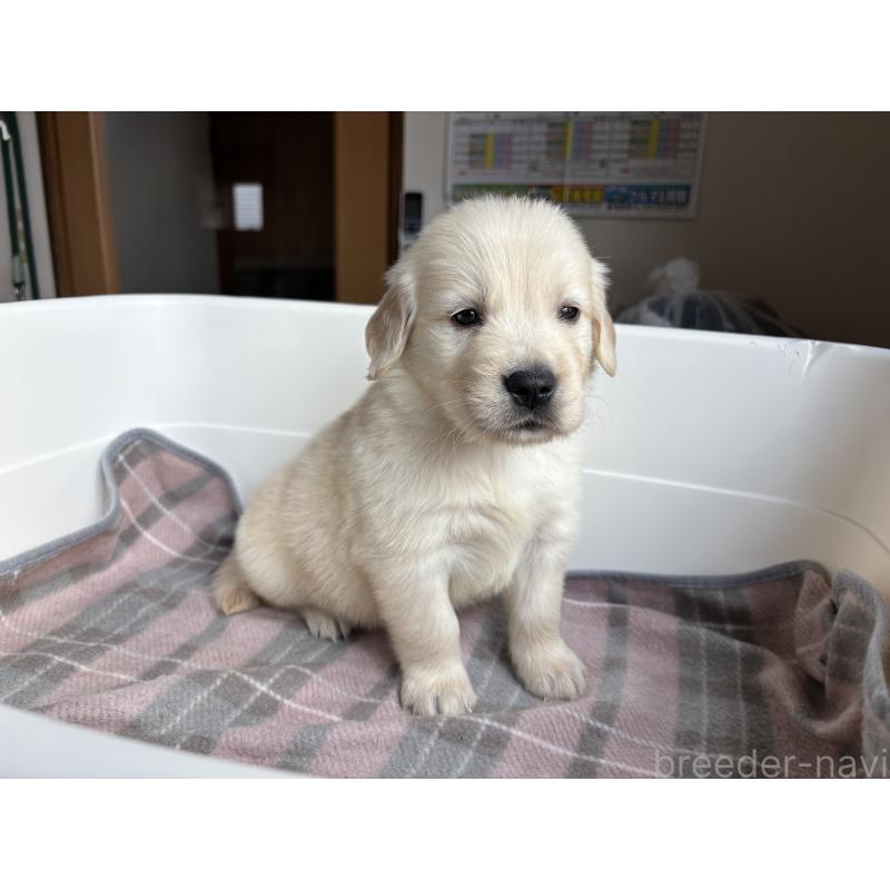 販売中の北海道のゴールデンレトリーバー-424965の6枚目