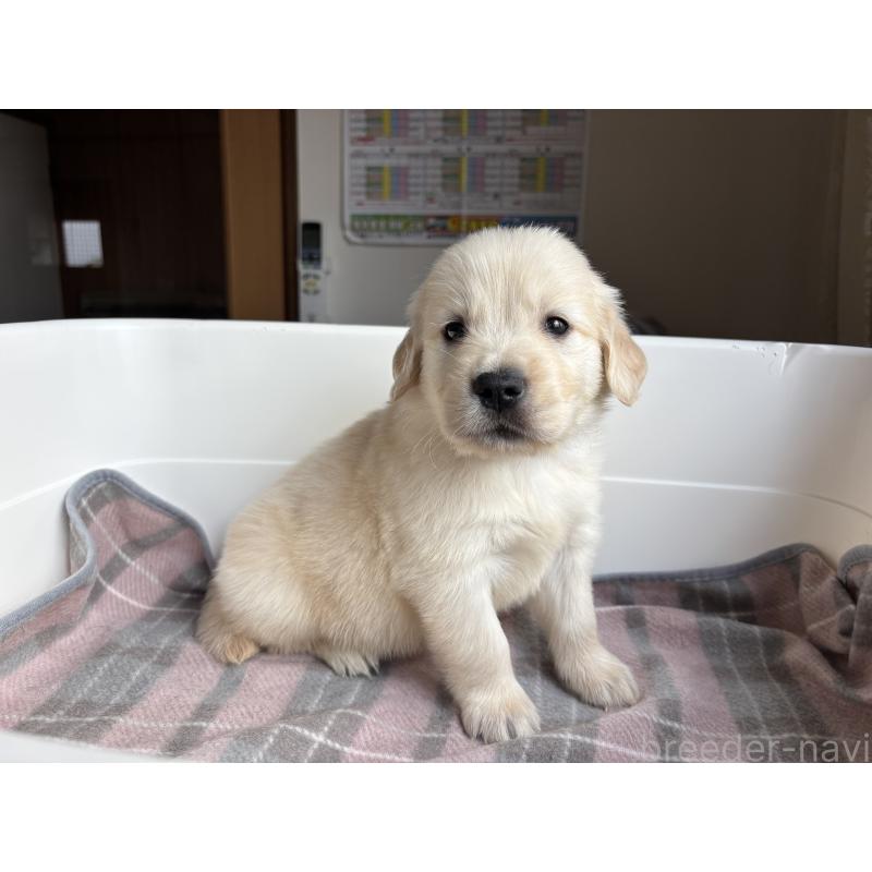 販売中の北海道のゴールデンレトリーバー-424965の5枚目