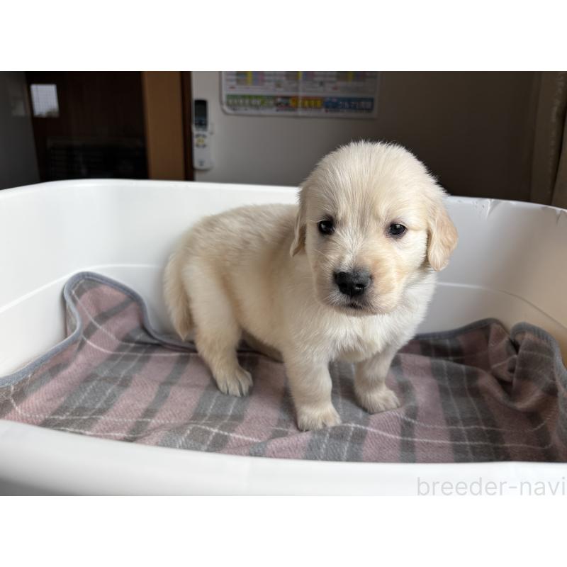 販売中の北海道のゴールデンレトリーバー-424965の4枚目