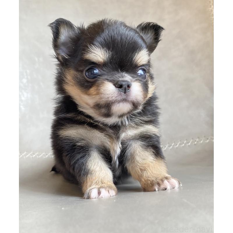 販売中の静岡県のチワワ(ロングコート)-424966の6枚目