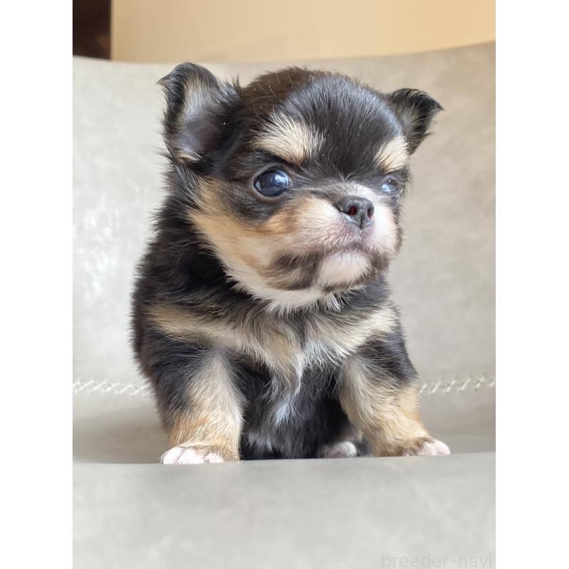 販売中の静岡県のチワワ(ロングコート)-424966の5枚目