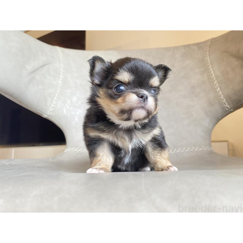 販売中の静岡県のチワワ(ロングコート)-424966の4枚目