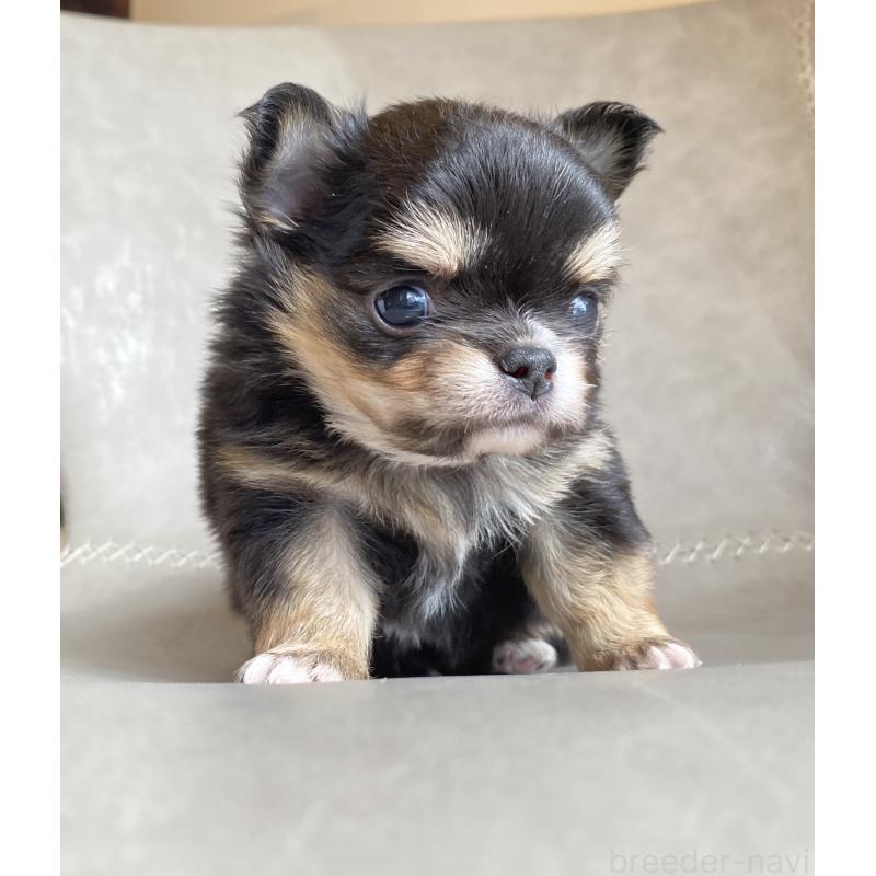 販売中の静岡県のチワワ(ロングコート)-424966の3枚目