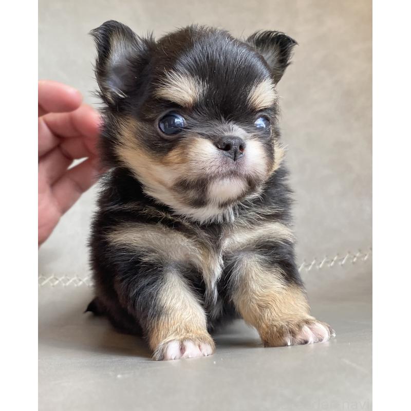 販売中の静岡県のチワワ(ロングコート)-424966の2枚目