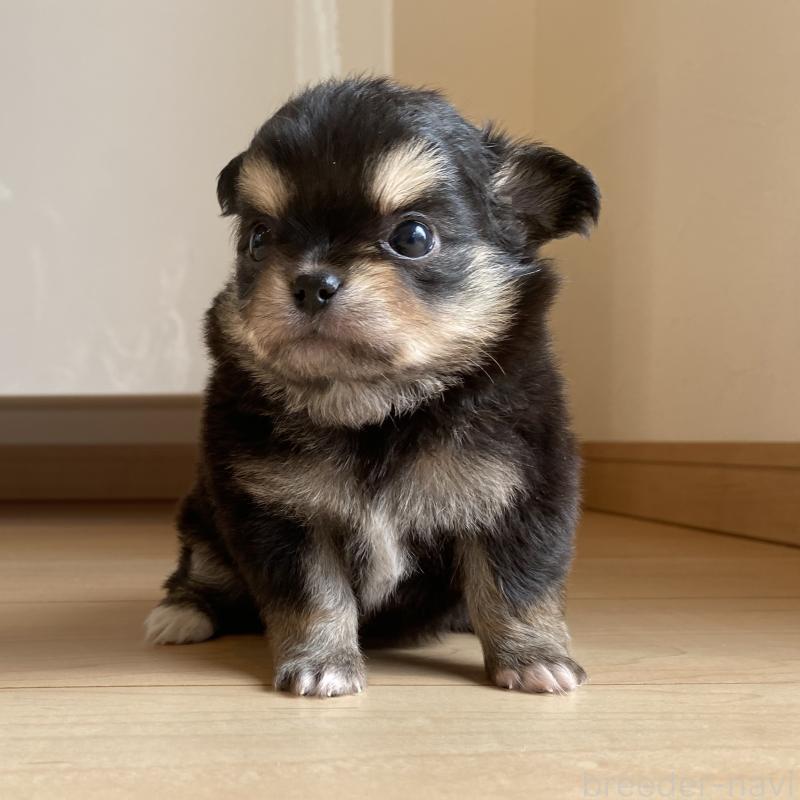 販売中の静岡県のチワワ(ロングコート)-424968の3枚目