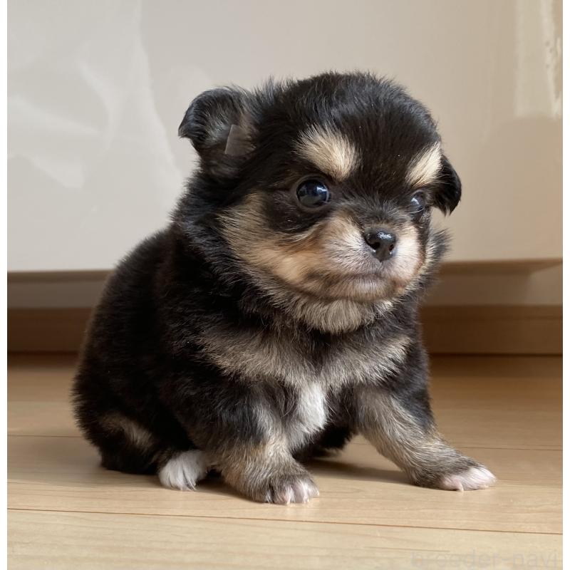 販売中の静岡県のチワワ(ロングコート)-424968の2枚目