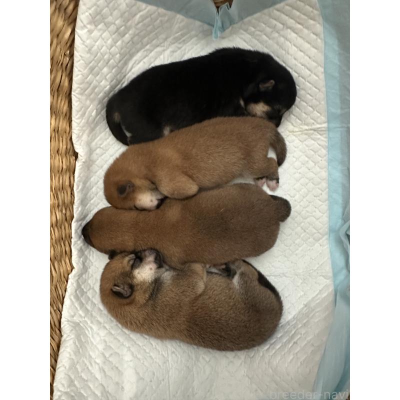 販売中の兵庫県の豆柴-424962の3枚目