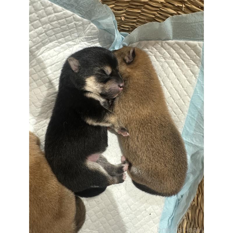 販売中の兵庫県の豆柴-424962の2枚目