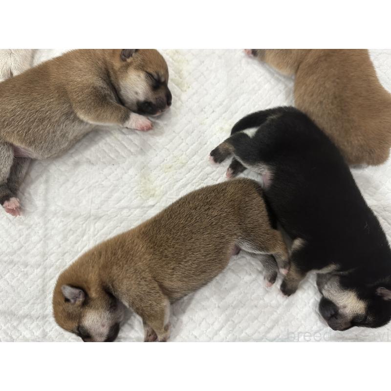 販売中の兵庫県の豆柴-424963の3枚目