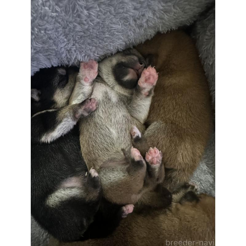 販売中の兵庫県の豆柴-424963の2枚目