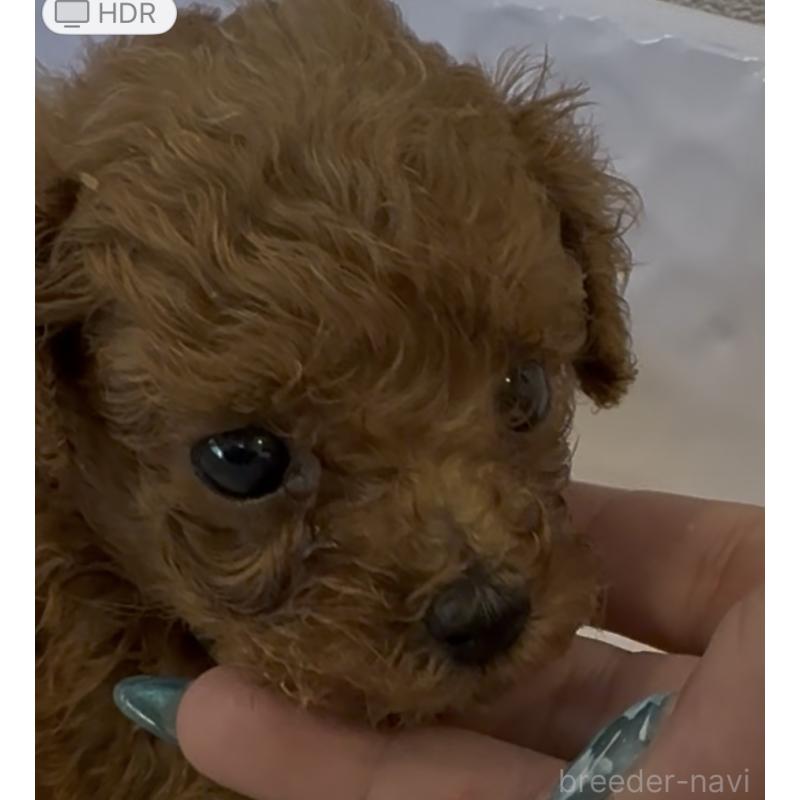 販売中の沖縄県のティーカッププードル-423790の6枚目