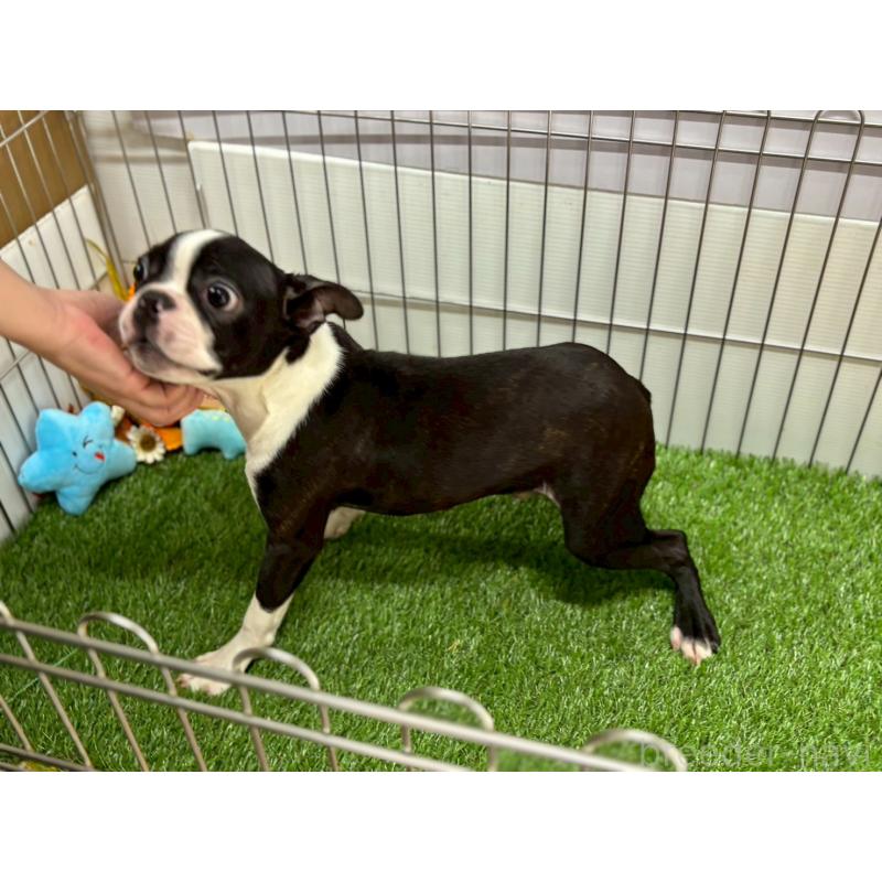 販売中の鹿児島県のボストンテリア-424970の3枚目