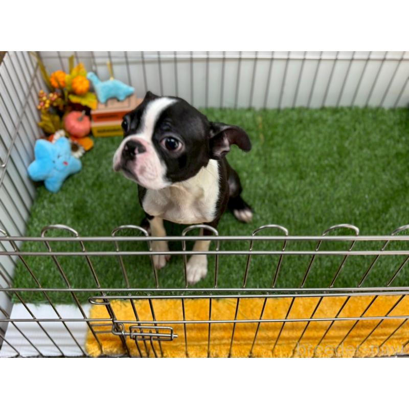 販売中の鹿児島県のボストンテリア-424970の2枚目