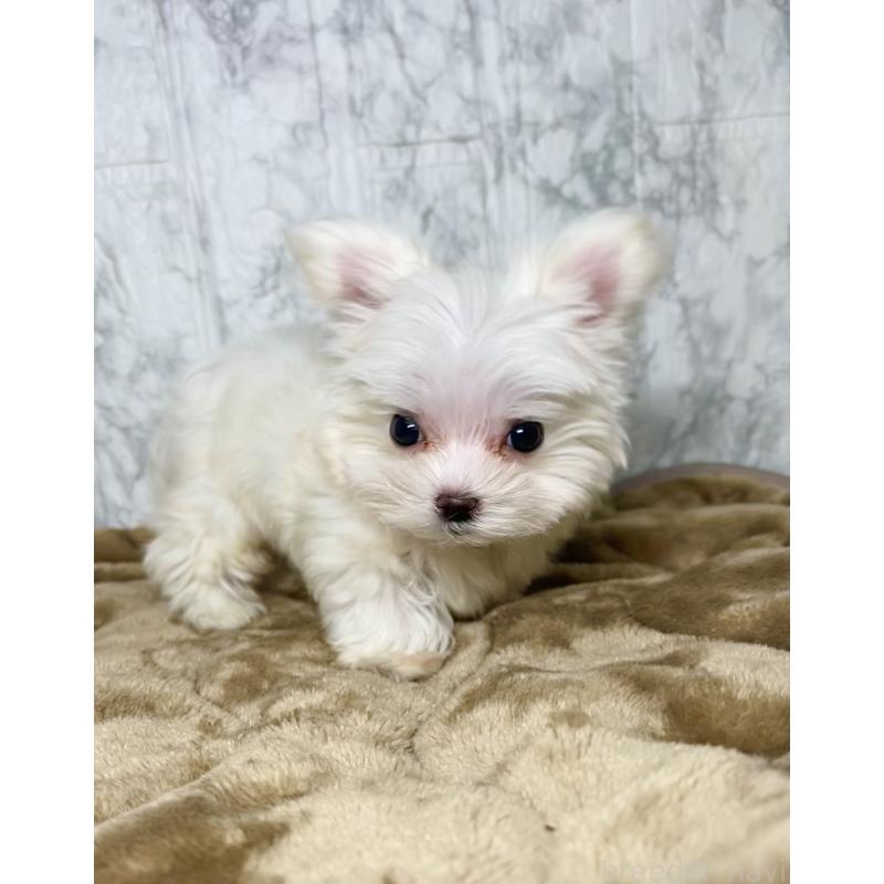 販売中の北海道のマルチーズ-424971の19枚目