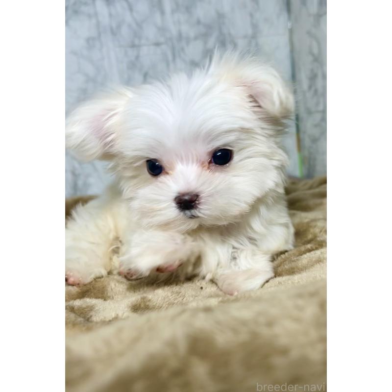 販売中の北海道のマルチーズ-424971の18枚目