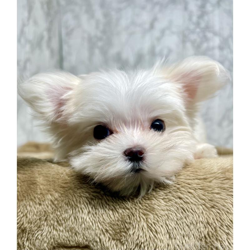 販売中の北海道のマルチーズ-424971の17枚目