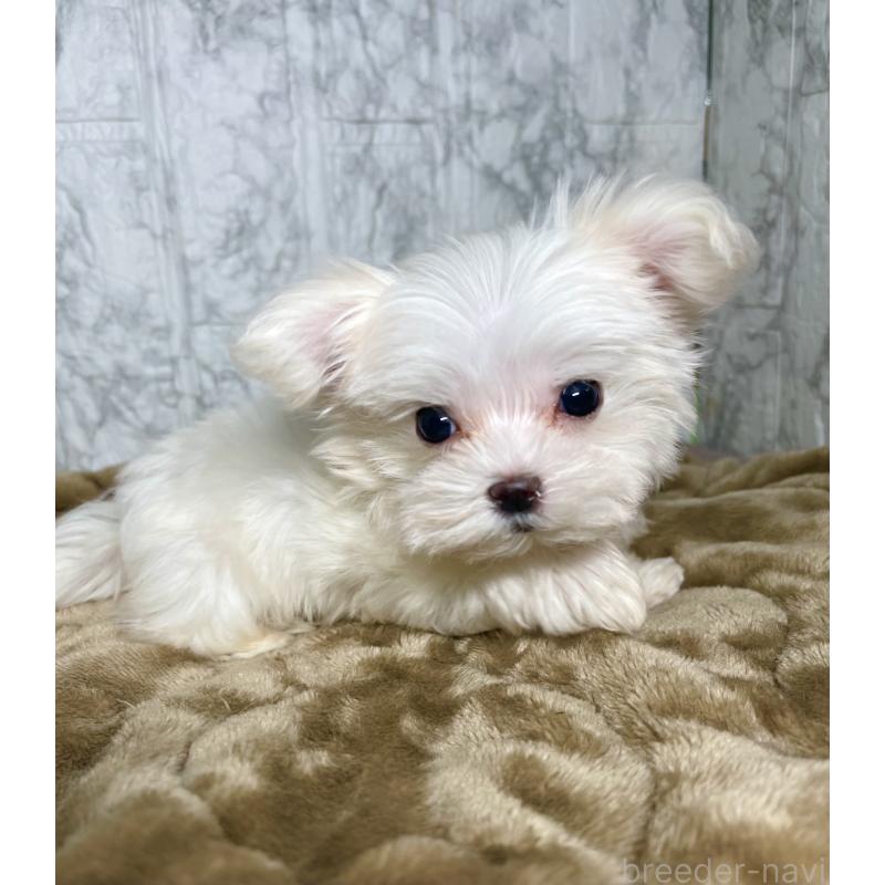 販売中の北海道のマルチーズ-424971の13枚目