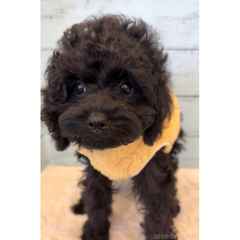 販売中の埼玉県のトイプードル-417959の6枚目