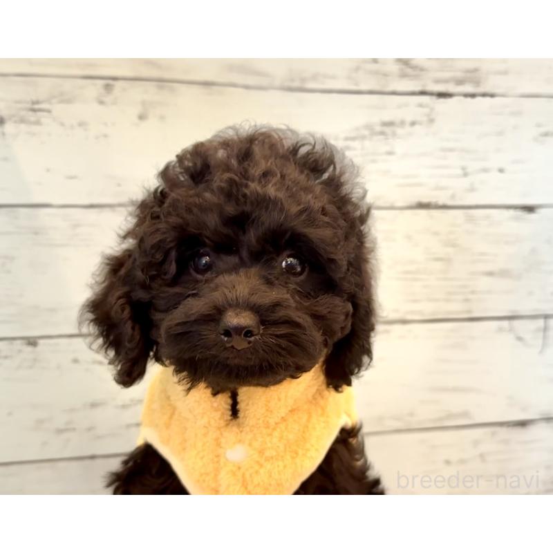 販売中の埼玉県のトイプードル-417959の4枚目