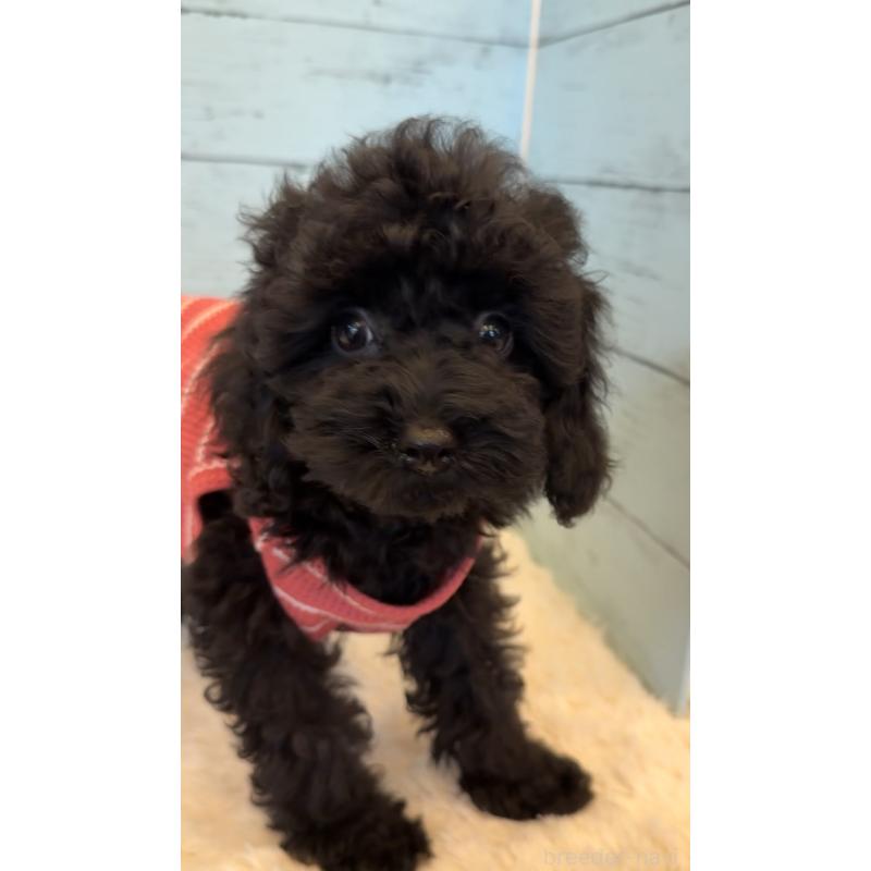 販売中の埼玉県のトイプードル-417962の8枚目