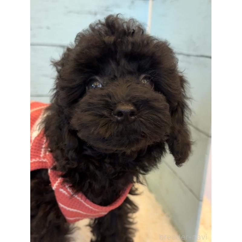 販売中の埼玉県のトイプードル-417962の7枚目