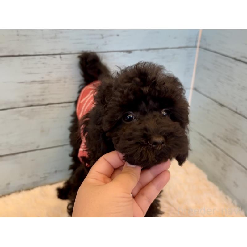 販売中の埼玉県のトイプードル-417962の6枚目