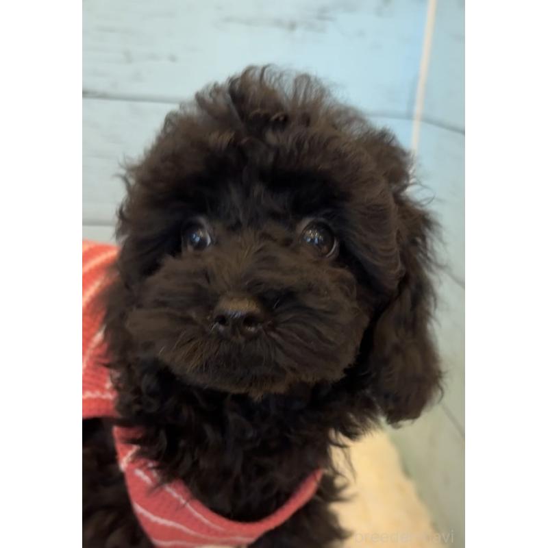 販売中の埼玉県のトイプードル-417962の5枚目