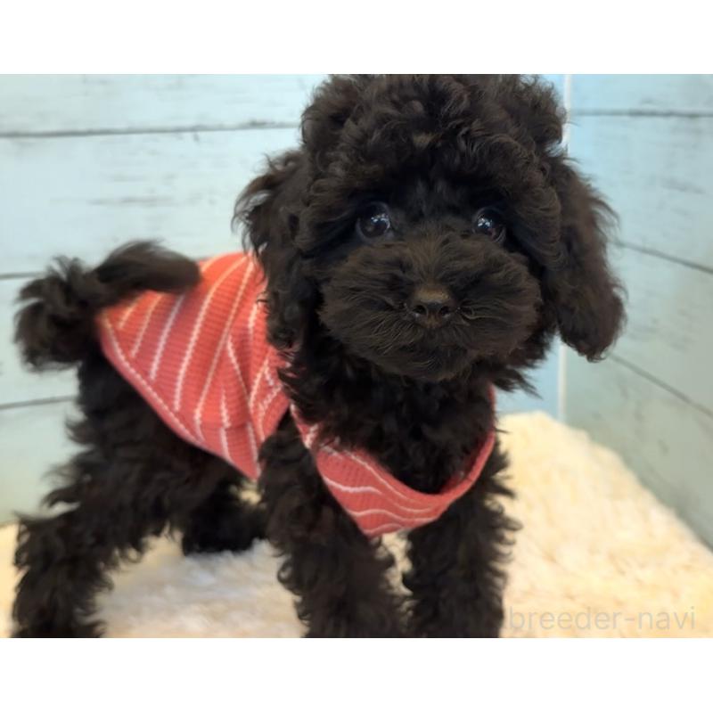 販売中の埼玉県のトイプードル-417962の4枚目