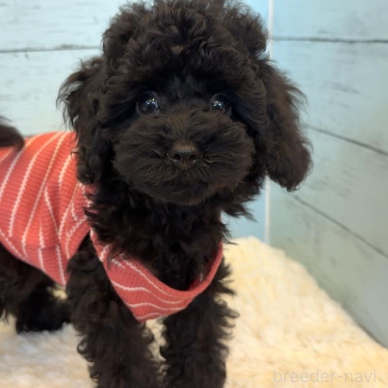 販売中の埼玉県のトイプードル-417962の3枚目