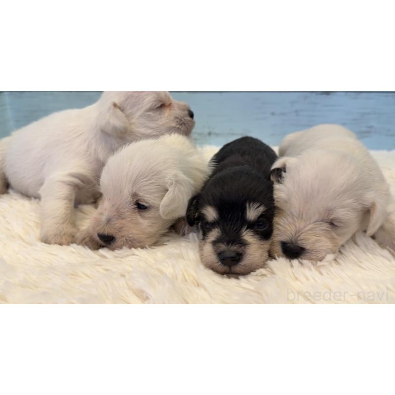 販売中の埼玉県のミックス犬-424973の8枚目