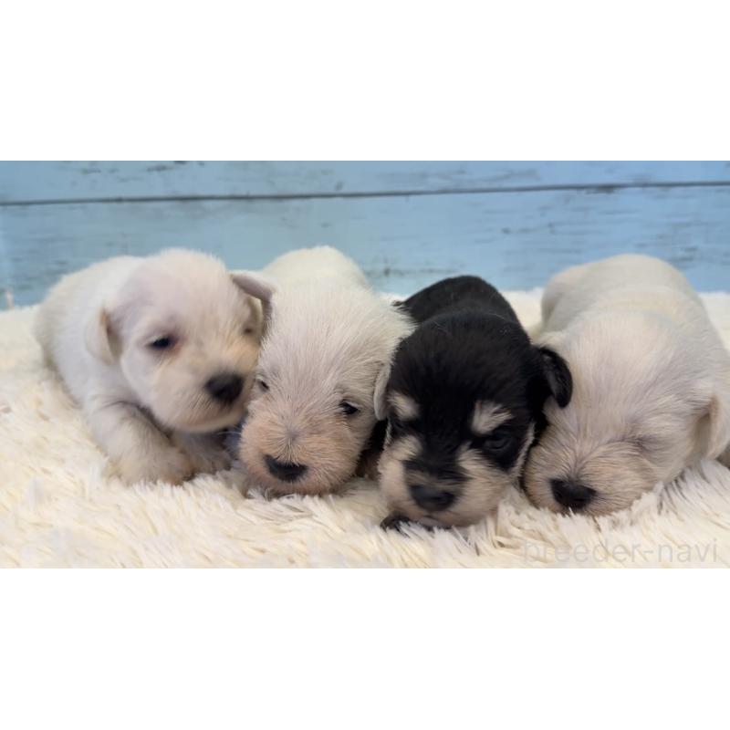 販売中の埼玉県のミックス犬-424974の9枚目