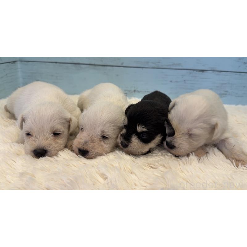 販売中の埼玉県のミックス犬-424974の8枚目