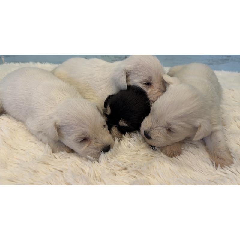 販売中の埼玉県のミックス犬-424974の4枚目