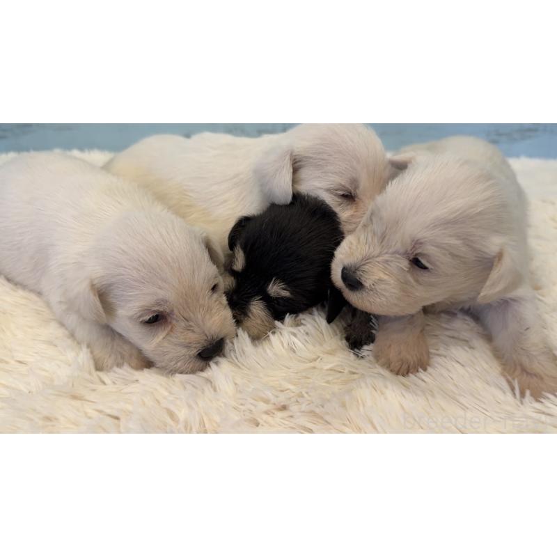 販売中の埼玉県のミックス犬-424974の3枚目