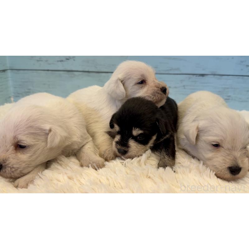 販売中の埼玉県のミックス犬-424974の2枚目