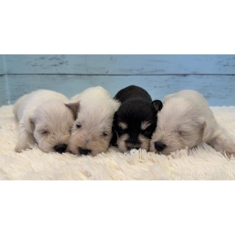 販売中の埼玉県のミックス犬-424975の2枚目