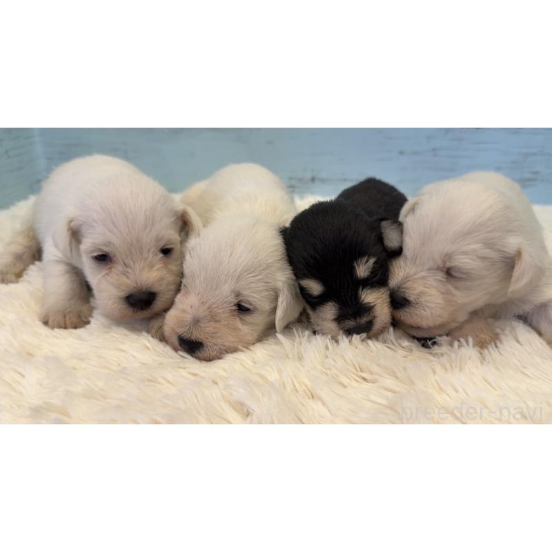 販売中の埼玉県のミックス犬-424976の8枚目