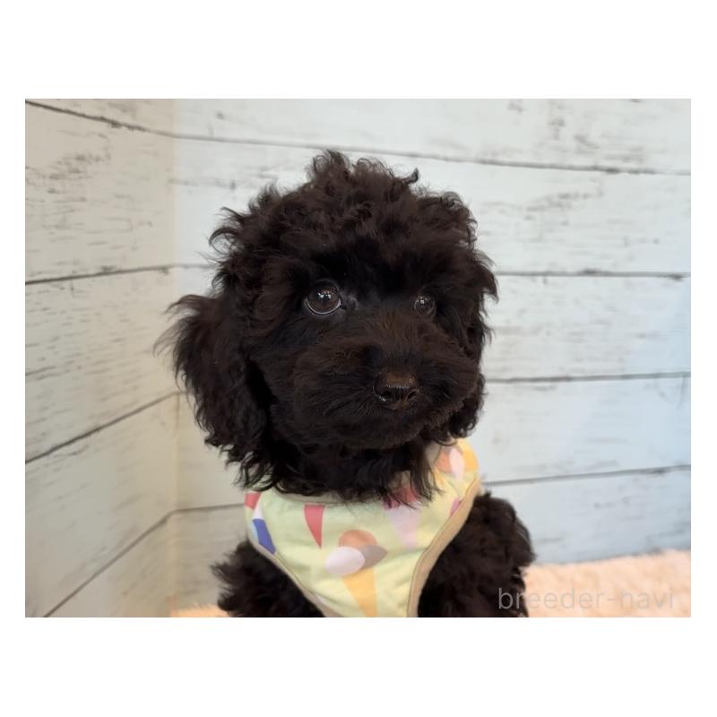 販売中の埼玉県のトイプードル-417963の7枚目