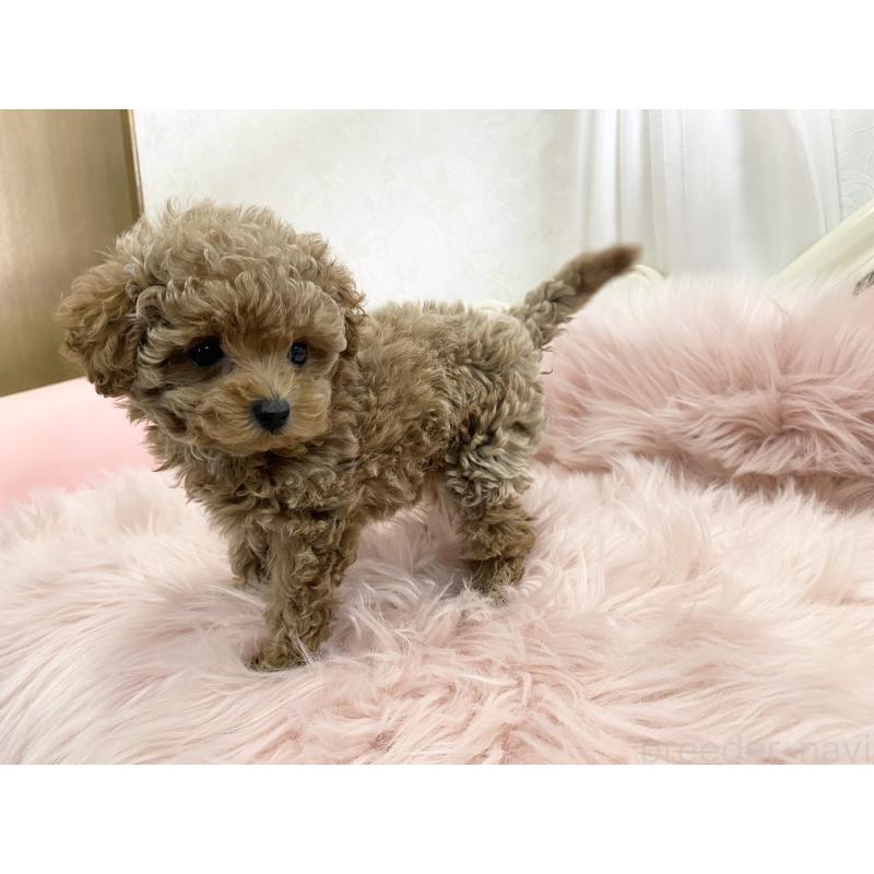 販売中の熊本県のタイニープードル-424977の5枚目