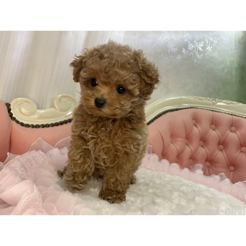 販売中の熊本県のタイニープードル-424977の4枚目