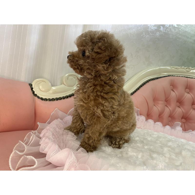 販売中の熊本県のタイニープードル-424977の3枚目