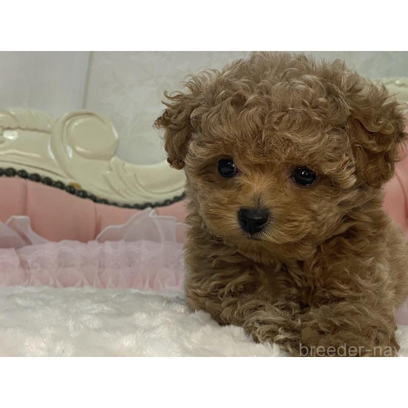 販売中の熊本県のタイニープードル-424977の2枚目