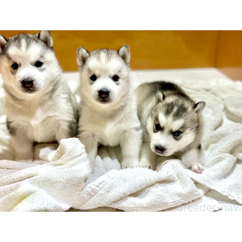 成約済の愛知県のシベリアンハスキー-423644の6枚目